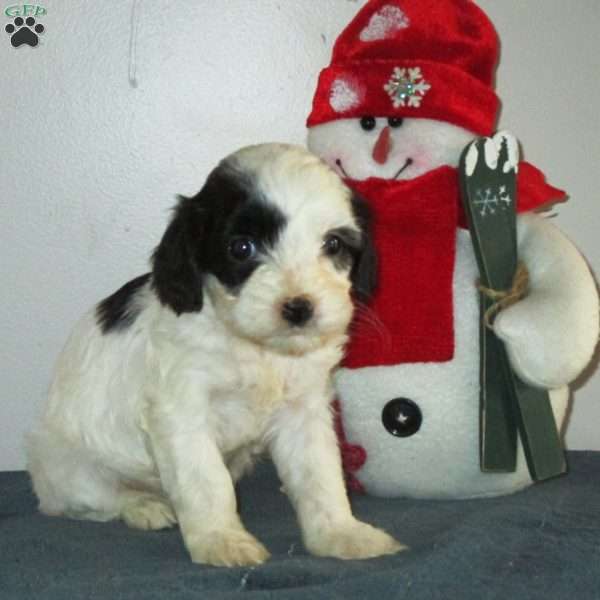 Zoey, Cavalier King Charles Mix Puppy